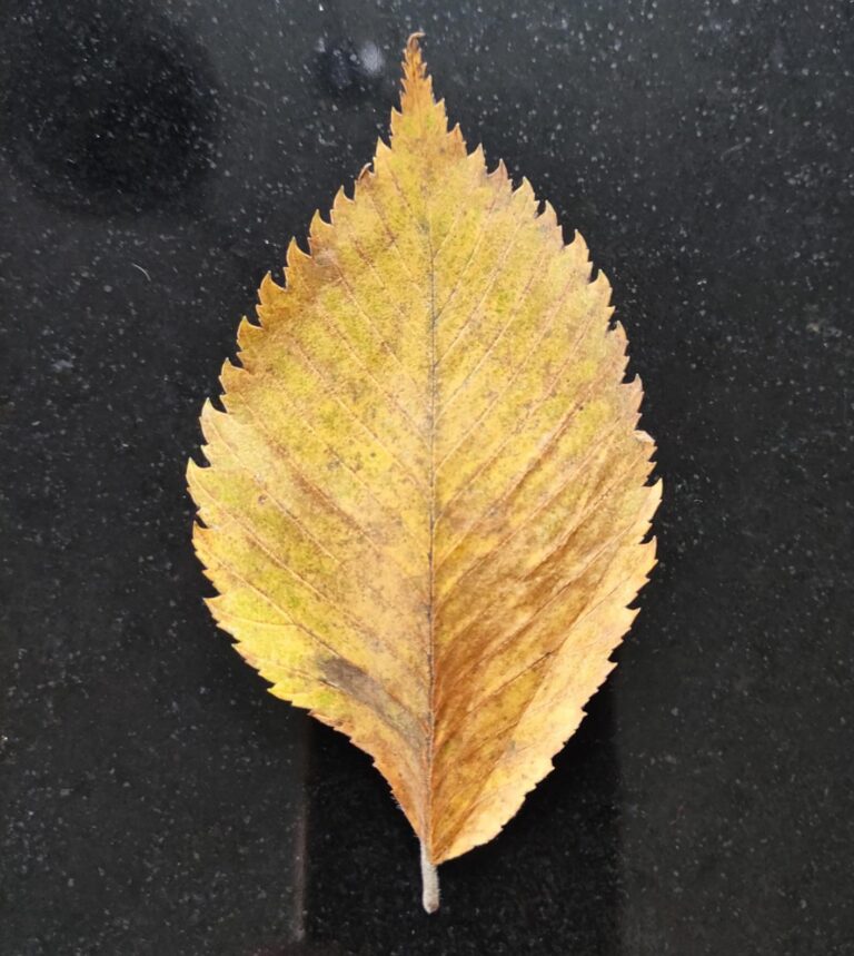Im Märchenwald – Eindrücke von der BN – Führung zum Flatterulmenwald bei Ludersheim