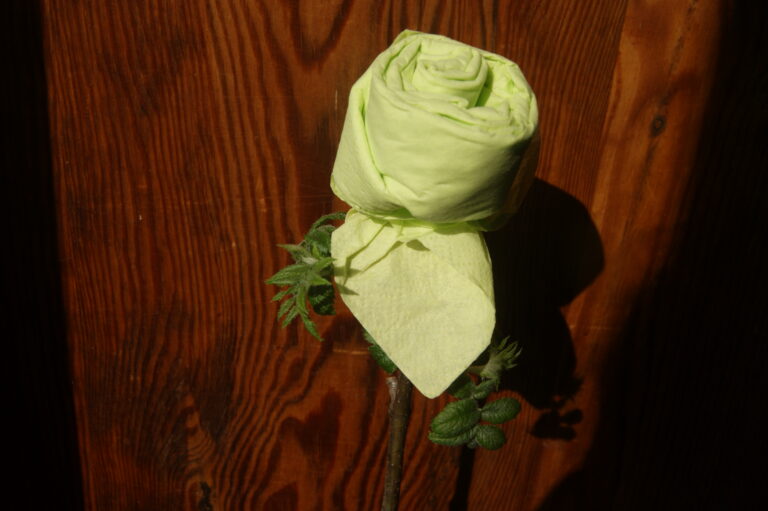 Wir  bleiben dran! 3 Grüne im neuen Stadtrat